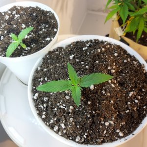 20220520_135847.jpg 20220520_135847.jpg