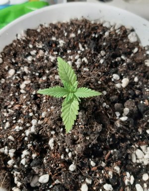 20220520_141109.jpg 20220520_141109.jpg