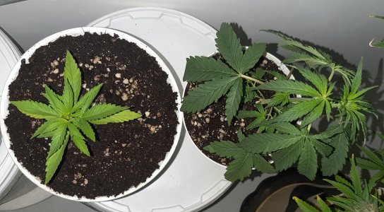 20220520_200732.jpg 20220520_200732.jpg