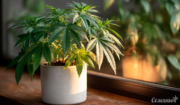 1761219633536.png 1761219633536.png