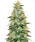 1761375063187.png 1761375063187.png