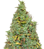 1761488548325.png 1761488548325.png