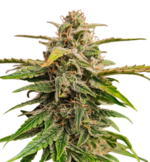 1761488578346.png 1761488578346.png