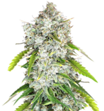 1761659380682.png 1761659380682.png