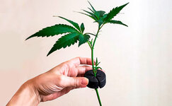 Klonirovanie__7Rtqln5trn3NlS7Q.jpg Klonirovanie__7Rtqln5trn3NlS7Q.jpg