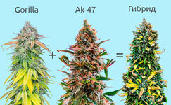 Poligibridy__tCscp15GM4cJ64MR.jpg Poligibridy__tCscp15GM4cJ64MR.jpg