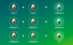 Gibridy-F1__jYxQkvK28TFfnoDD.jpg Gibridy-F1__jYxQkvK28TFfnoDD.jpg