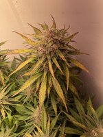 IMG_1327.jpeg IMG_1327.jpeg