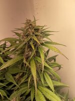 IMG_1182.jpeg IMG_1182.jpeg