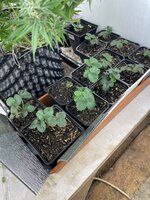 IMG_1375.jpeg IMG_1375.jpeg