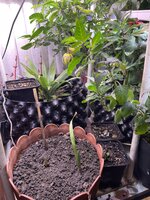 IMG_1380.jpeg IMG_1380.jpeg