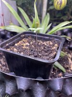 IMG_1381.jpeg IMG_1381.jpeg