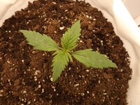 DSCF3389.JPG DSCF3389.JPG