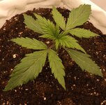 DSCF3392.JPG DSCF3392.JPG