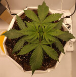 DSCF3406.JPG DSCF3406.JPG