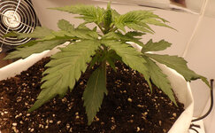 DSCF3407.JPG DSCF3407.JPG