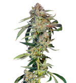 1762068969074.png 1762068969074.png