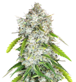 1762068982988.png 1762068982988.png