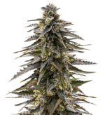 1762068995447.png 1762068995447.png