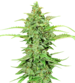 1762343524039.png 1762343524039.png