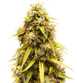 1762343552540.png 1762343552540.png