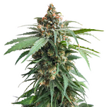 1762359965239.png 1762359965239.png