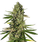 1762443209550.png 1762443209550.png