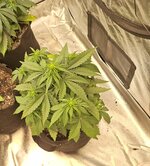 IMG-20241015-WA0013.jpeg IMG-20241015-WA0013.jpeg