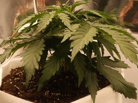 DSCF3412.JPG DSCF3412.JPG