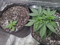 IMG_20251105_131447.jpg IMG_20251105_131447.jpg