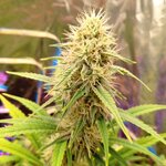 17625040352833000921266705045526.jpg 17625040352833000921266705045526.jpg