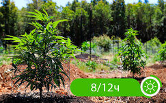 Skolko-sveta-nuzhno-konople__99MBSDLO3pD3yIBW.jpg Skolko-sveta-nuzhno-konople__99MBSDLO3pD3yIBW.jpg