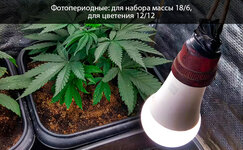 fotoperiodnye__LUu1yxZR1vjTEcYk.jpg fotoperiodnye__LUu1yxZR1vjTEcYk.jpg
