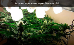 avtocvetushchie__CrcmqJkGhKS3OTcL.jpg avtocvetushchie__CrcmqJkGhKS3OTcL.jpg