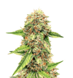 1762860060758.png 1762860060758.png