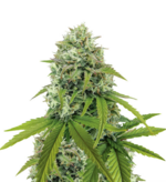 1762860072534.png 1762860072534.png