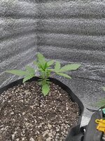 IMG_20251113_153421.jpg IMG_20251113_153421.jpg