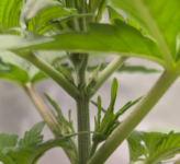 1763049106903.png 1763049106903.png