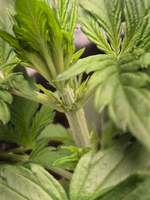 1763049249122.png 1763049249122.png