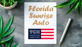 groureport-sorta-konopli-florida-sunrise-auto-ot-7ch-american__z1rxczhs7vHN8wvK.jpg
