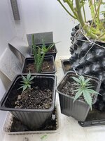 IMG_1597.jpeg IMG_1597.jpeg