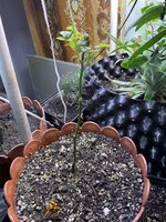 IMG_1599.jpeg IMG_1599.jpeg