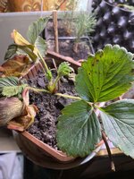 IMG_1603.jpeg IMG_1603.jpeg