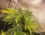 Screenshot_20251116_094544_Gallery.jpg Screenshot_20251116_094544_Gallery.jpg