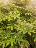 Screenshot_20251116_094607_Gallery.jpg Screenshot_20251116_094607_Gallery.jpg