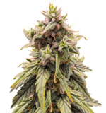 1763366697105.png 1763366697105.png