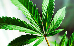 normalnye-listya-konopli__bNf30FELd1HhxK5S.jpg normalnye-listya-konopli__bNf30FELd1HhxK5S.jpg