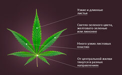 Sativa__JTu9oqz9KvotYwC9.jpg Sativa__JTu9oqz9KvotYwC9.jpg