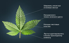 Indika__9RXt22gK7ICg6slr.jpg Indika__9RXt22gK7ICg6slr.jpg