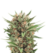 1763372723336.png 1763372723336.png